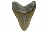 Serrated, Fossil Megalodon Tooth - North Carolina #345661-2